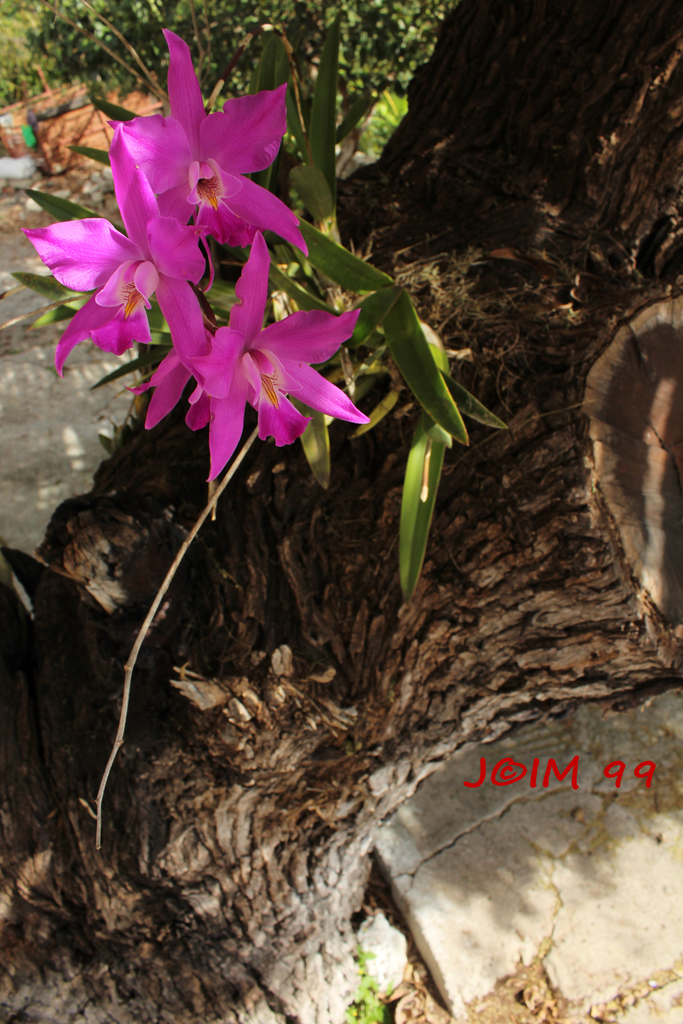 Flor de Muertos (Híbrido Laelia × gouldiana) · NaturaLista Mexico