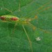 Tetragnatha squamata - Photo (c) 原生, all rights reserved, uploaded by 原生
