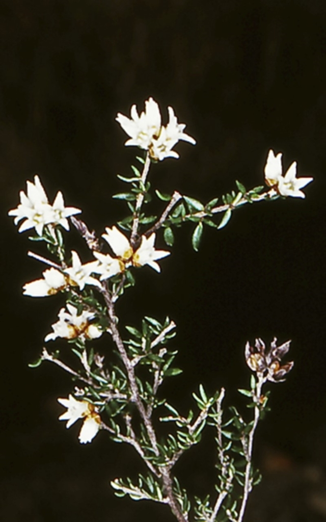 Silky Cryptandra From Shoalhaven Pt B Au Ns Au On June At