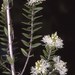 Melaleuca biconvexa - Photo (c) Betty Wood, all rights reserved, uploaded by Betty Wood