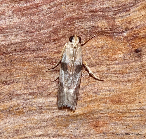Thylacoptila