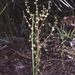 Lomandra micrantha tuberculata - Photo (c) Betty Wood, todos los derechos reservados, subido por Betty Wood