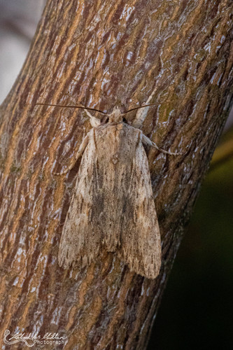 Pale Pinion