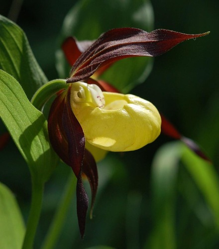 Lady's-slipper