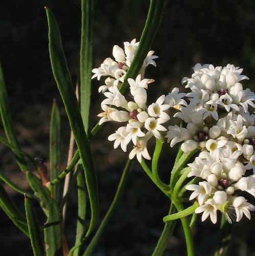 Conospermum longifolium - Wikipedia