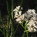 Conospermum longifolium mediale - Photo (c) jackiemiles, todos los derechos reservados, subido por jackiemiles