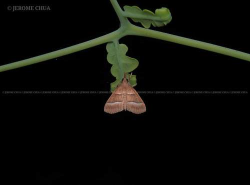 Pyralausta bivialis