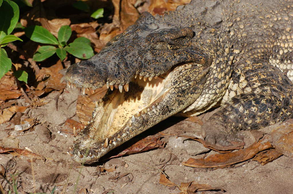 Cocodrilo de Cuba (Crocodylus rhombifer) · NaturaLista Mexico