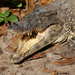 Crocodylus rhombifer - Photo (c) Dasiel O. Borroto Escuela, όλα τα δικαιώματα διατηρούνται, uploaded by Dasiel O. Borroto Escuela