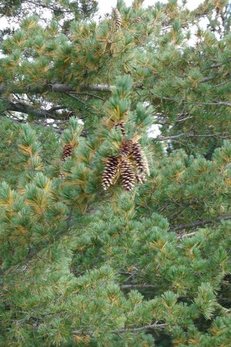 Macedonian pine