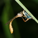 Leptogaster basilaris - Photo (c) Taewoo Kim, all rights reserved, uploaded by Taewoo Kim