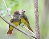 Great Crested Flycatcher - Photo (c) Collin Stempien, all rights reserved, uploaded by Collin Stempien