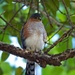Puerto Rican Sharp-shinned Hawk - Photo (c) wingnut, all rights reserved, uploaded by wingnut