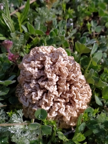 Steppe Morel