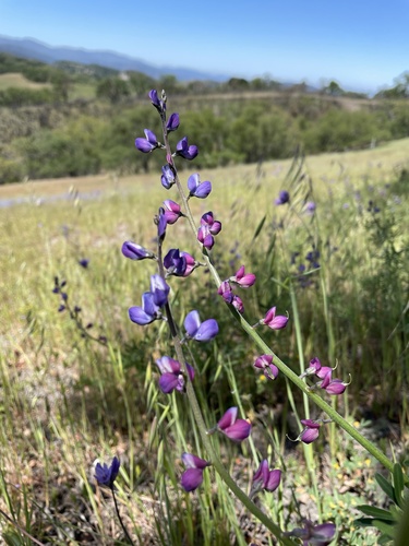 iNaturalist observation photo of collared annual lupine