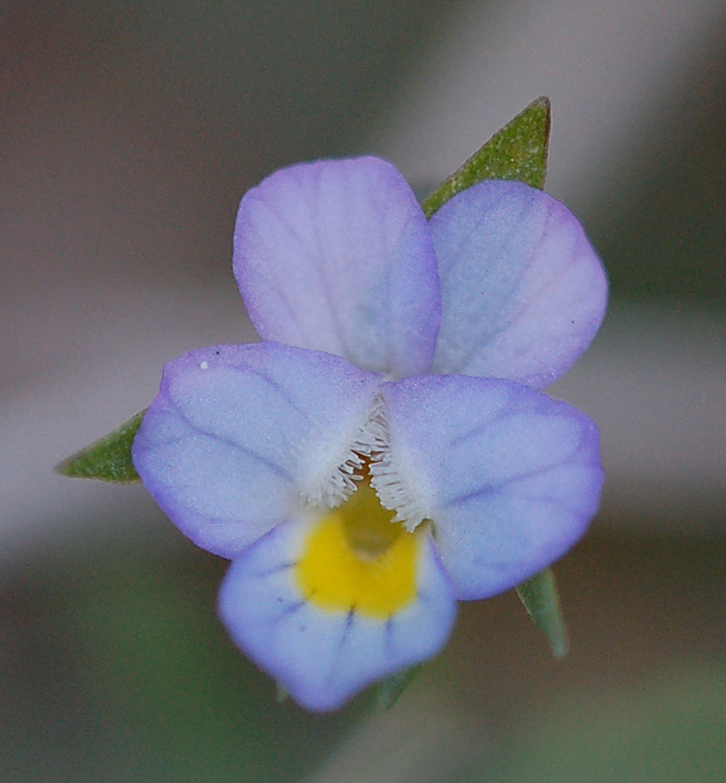 Dwarf violet