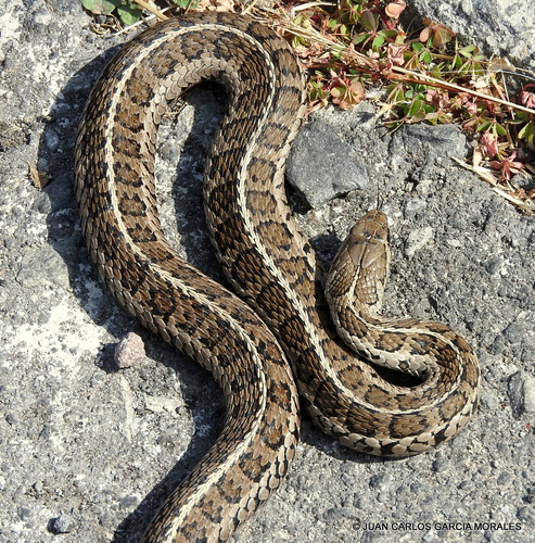 Longtail Alpine Garter Snake