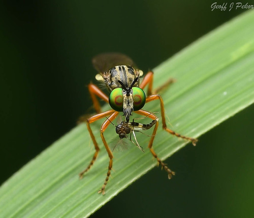 Taracticus octopunctatus (Say, 1823)
