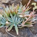 Dudleya virens insularis - Photo (c) Kyle Gunther, todos los derechos reservados, subido por Kyle Gunther