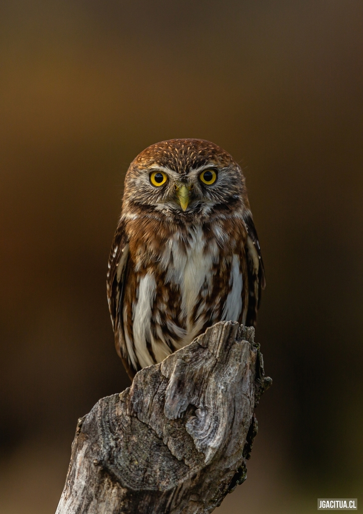 Austral Pygmy-Owl photo