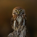 Austral Pygmy-Owl - Photo (c) Juan Gacitua Garrido, all rights reserved, uploaded by Juan Gacitua Garrido