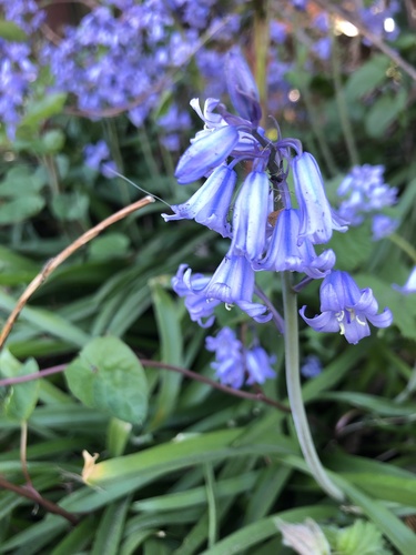 Jacinthe d'Espagne 3