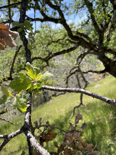 iNaturalist observation photo of Dumosae