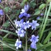 Hyacinthoides hispanica - Photo (c) Kemorley, όλα τα δικαιώματα διατηρούνται, uploaded by Kemorley