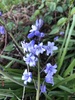 Spanish Bluebell - Photo (c) Kemorley, all rights reserved, uploaded by Kemorley