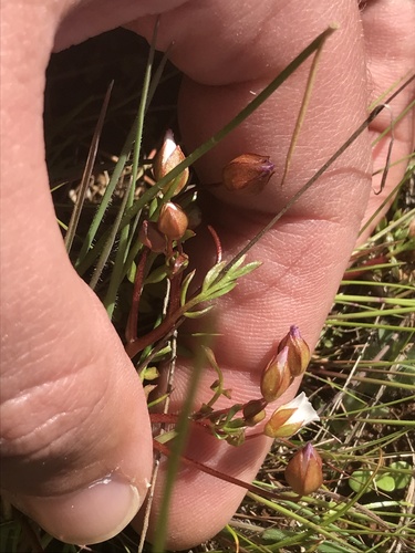 Limnanthes floccosa ssp. bellingeriana