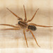 Marx Pirate Spider - Photo (c) Owen Ridgen, all rights reserved, uploaded by Owen Ridgen