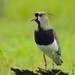 Southern Lapwing - Photo (c) Jose Cueva Santos, all rights reserved, uploaded by Jose Cueva Santos