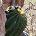 Ferocactus schwarzii - Photo (c) Carlos Lim, all rights reserved, uploaded by Carlos Lim