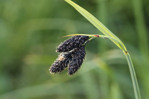 Carex atrata L.