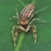 Scorpion Jumping Spider - Photo (c) 原生, all rights reserved, uploaded by 原生