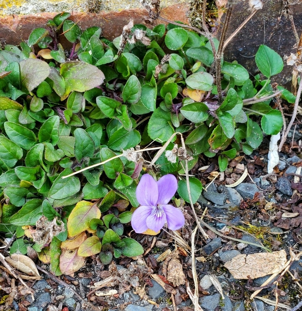 common dog-violet from Salford on April 23, 2021 at 01:42 PM by Alecia ...