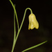 Fritillaria rhodia - Photo (c) Konstantinos Kalaentzis, todos los derechos reservados, subido por Konstantinos Kalaentzis