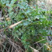 Australian Sheep's Bur - Photo (c) Melissa Hutchison, all rights reserved, uploaded by Melissa Hutchison