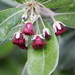 Pittosporum crassifolium - Photo (c) emanning, alla rättigheter förbehållna