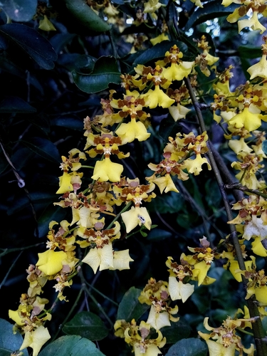 Panamense Oncidium