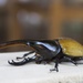 Hercules Beetle - Photo (c) Dominic Garcia-Hall, all rights reserved, uploaded by Dominic Garcia-Hall