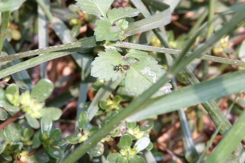 photo of Augochlorine Sweat Bees (Augochlorini)