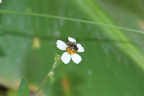 photo of Brues' Mini-digger (Exomalopsis bruesi)