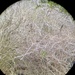 Square