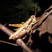 Prumna plana - Photo (c) Taewoo Kim, todos los derechos reservados, subido por Taewoo Kim
