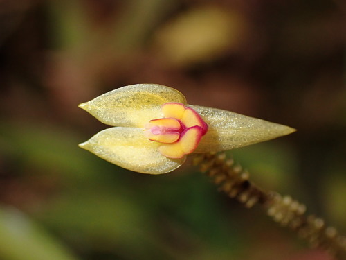 Ballatrix Orchid