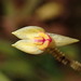 Lepanthes ballatrix - Photo (c) Rudy Gelis, all rights reserved, uploaded by Rudy Gelis