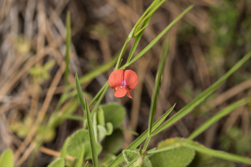 Lathyrus sphaericus