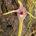 Pleurothallis dunstervillei - Photo (c) Rudy Gelis, all rights reserved, uploaded by Rudy Gelis