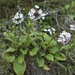 Ourisia macrophylla macrophylla - Photo (c) Phil Garnock-Jones, όλα τα δικαιώματα διατηρούνται, uploaded by Phil Garnock-Jones